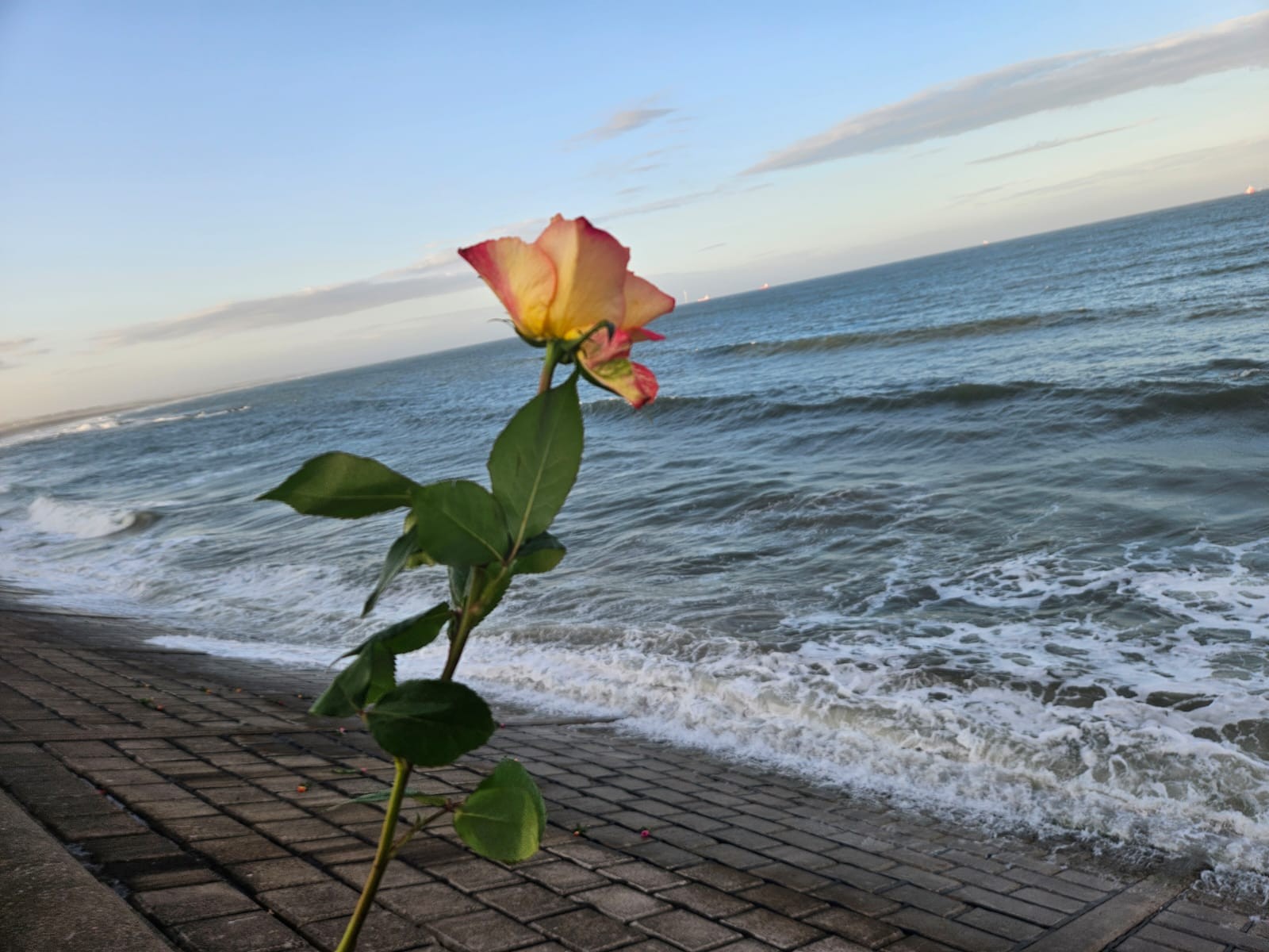 rose