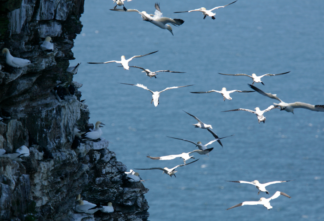 RSPB Nature Prescriptions Aberdeen.png