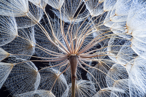 dandelion