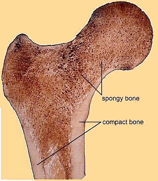 Cross section of Proximal end of Femur © reproduced with permission of FAB Project University of Glasgow 